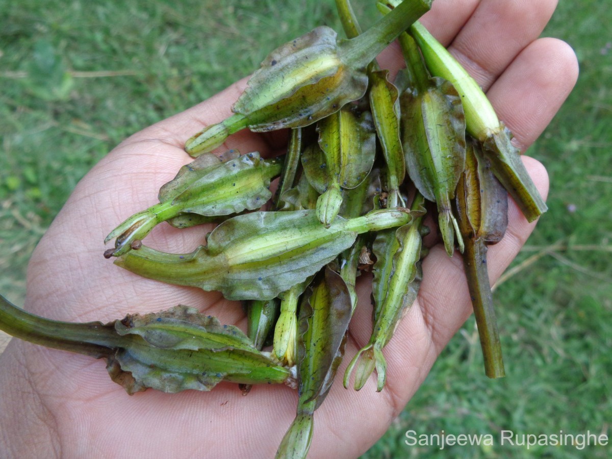 Ottelia alismoides (L.) Pers.